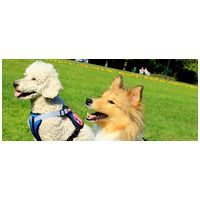 Yutipet RnD párnázott biztonsági kutyahám (Piros) #14