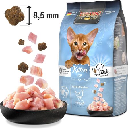 Leonardo GF Kitten