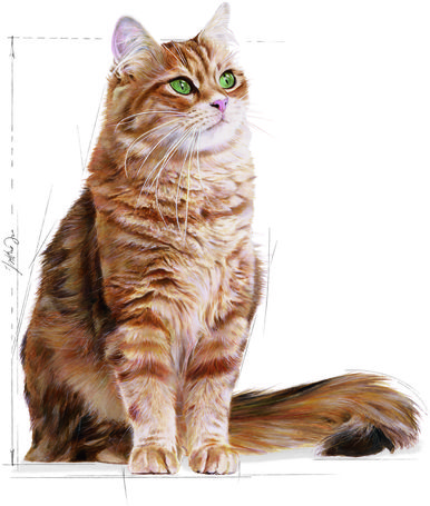 Royal Canin Digestive Care - száraz táp érzékeny emésztésű felnőtt macskák részére