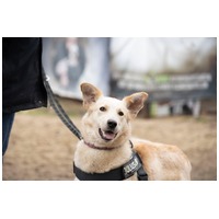 Szamóca, árva leányka #6