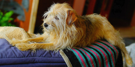 Kis lakás, kis kutya - nagy gond?