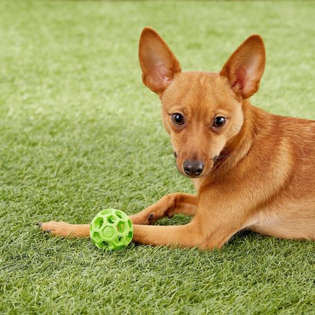 JW Hol-ee Roller labda kutyáknak