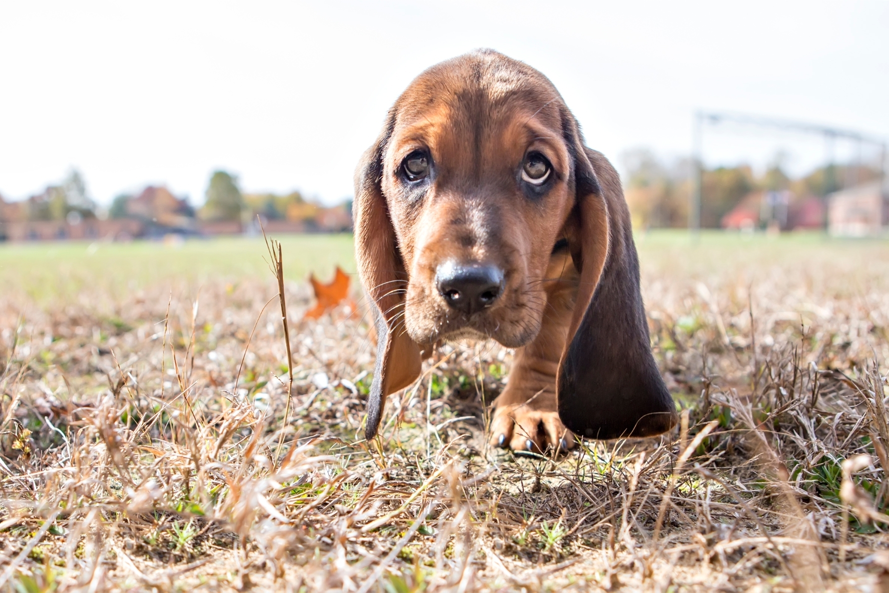 Basset hound kölyökkutya