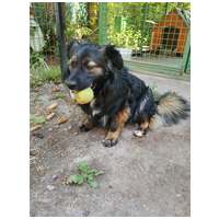 Franco, 3 éves, 41 cm magas, hosszú szőrű kan #7