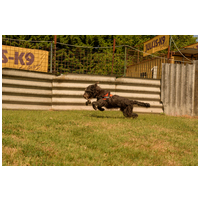 Kócos, 1 éves, kan #9