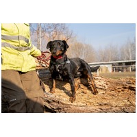 Prézli, 3 éves ivartalanított kan #7