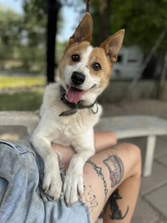 Foltos, 9 éves ivartalanított kan