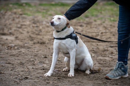 Odett, árva leány kutya