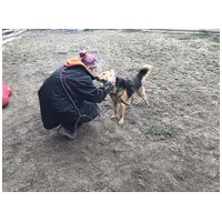 Sajó, 7 éves ivartalanított németjuhász keverék kan #8