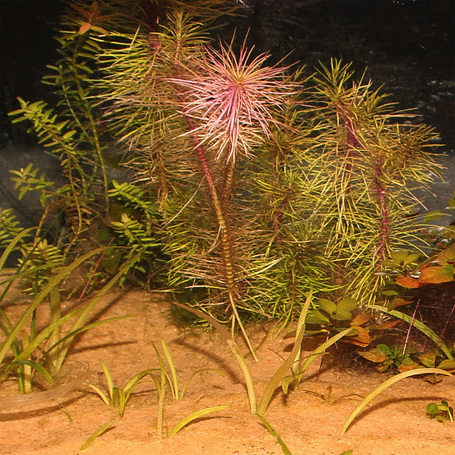 JBL Sansibar Orange természetes akvárium talaj