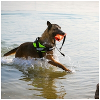 Julius-K9 IDC neonzöld/sárga powerhám kutyáknak #4