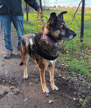 Quimby, 12 éves, kan