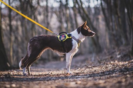 Yutipet RnD párnázott biztonsági kutyahám (Kék)