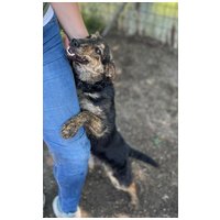 Günter, fél éves, kan #3