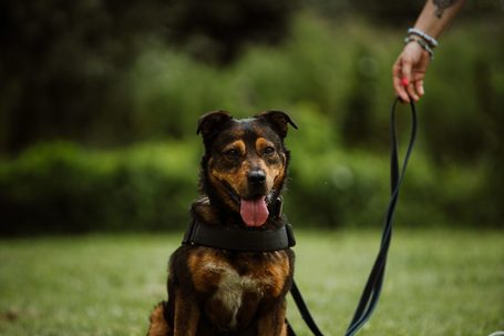 Wilson, 6 éves, 48 cm magas, kan