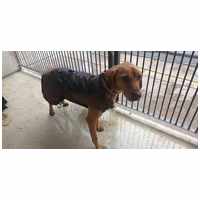 Zsömi lány kutyus gazdit keres #5