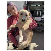 Floren, 3 éves ivartalanított szuka #2