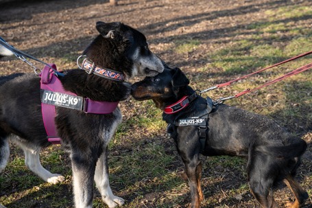 Prézli, 3 éves ivartalanított kan