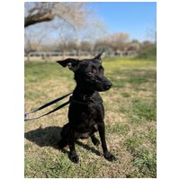 Bogi, 4 éves, szuka #3