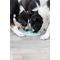 Trixie Junior Licking Plate - Evéslassító gumi tál kölyökkutyáknak