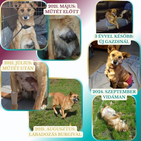 Burgimmune immunerősítő por