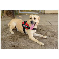 Mutyi, kilenc hónapos, kan #2