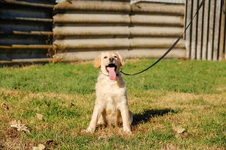Nugát, 5 hónapos keverék fiúcska