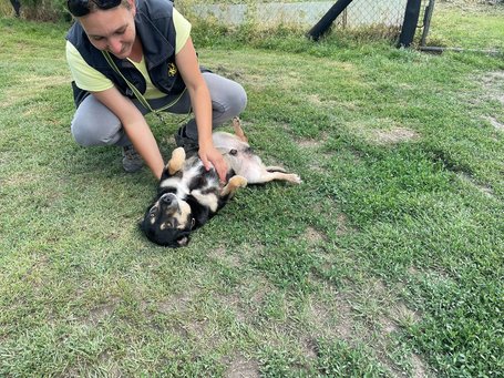 Scotty, 6 éves, 43 cm magas, kan