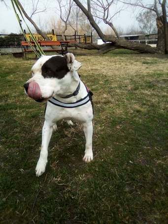 Boci, 3 éves, 52 cm magas, bull jellegű szuka