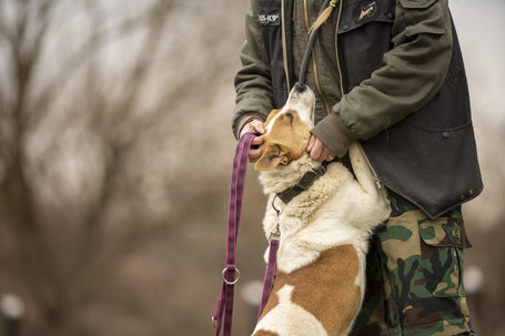 Foltos, 6 éves, 46 cm magas, kan