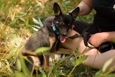 Gézu, egy éves, kan