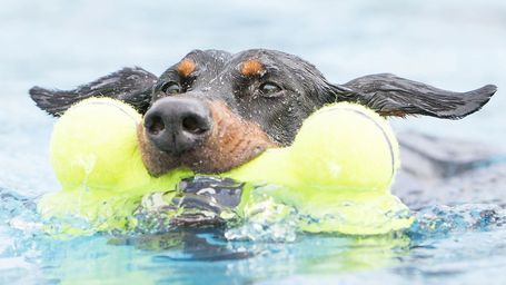 Kong Air Squeaker sípoló kutyacsont