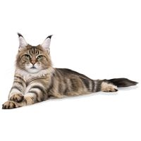 Royal Canin Maine Coon Adult - Maine Coon felnőtt macska száraz táp #10