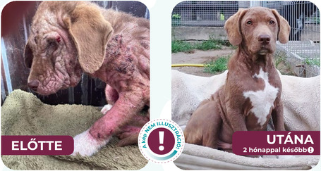 N.P.C.S. Multivitamin kutyáknak