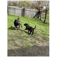 Széna, 1 éves kan #6