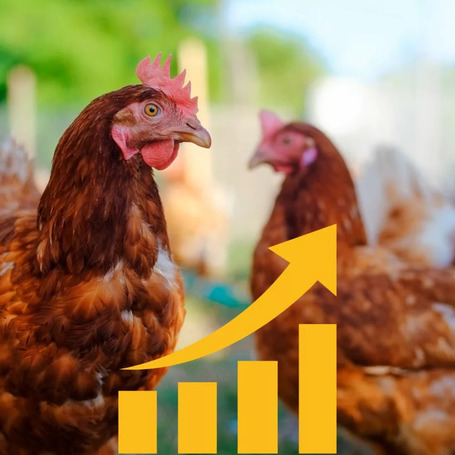 Superliv DS májvédő premix baromfinek