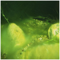 JBL AlgoPond Forte - Kerti tavi algaölő készítmény #6