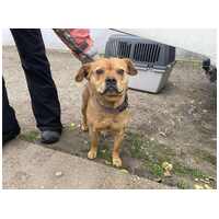 Mochi, 2 éves ivartalanított szuka #4