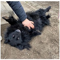 Luke, 6 éves, 40 cm magas, kan #6