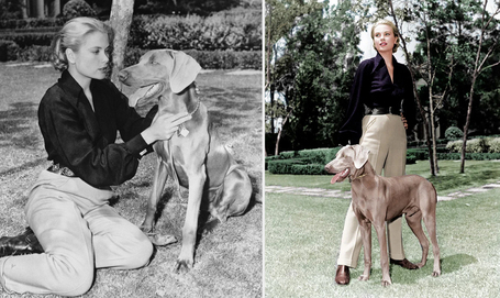 A weimari vizsla tartása, eredete, gondozása