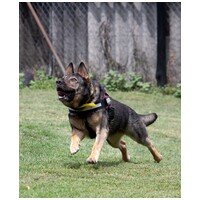 Lady, ivartalanított szuka #27