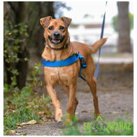 Johnny, 9 éves, 48 cm magas, kan #6