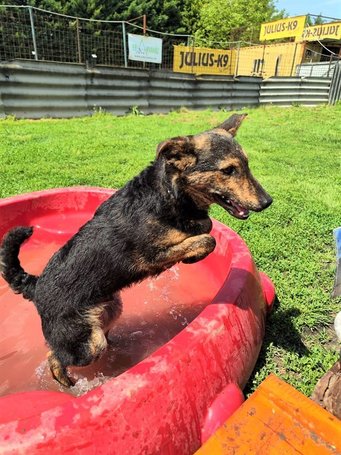 Günter, fél éves, kan