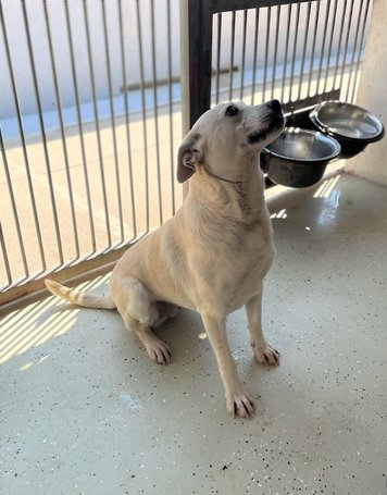 Petra, két éves, 45 cm magas, szuka