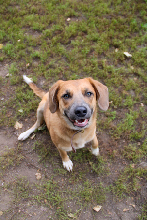 Kira, 2 éves szuka kutyus