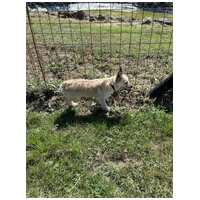 Szöszi, 5 éves ivartalanított lányka #3