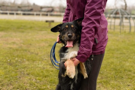 Borzas, két éves, kan