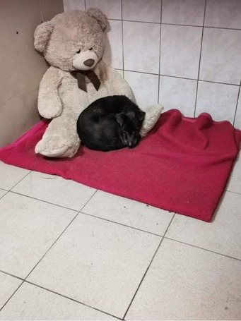 Sally, 7 éves, 34 cm magas, szuka