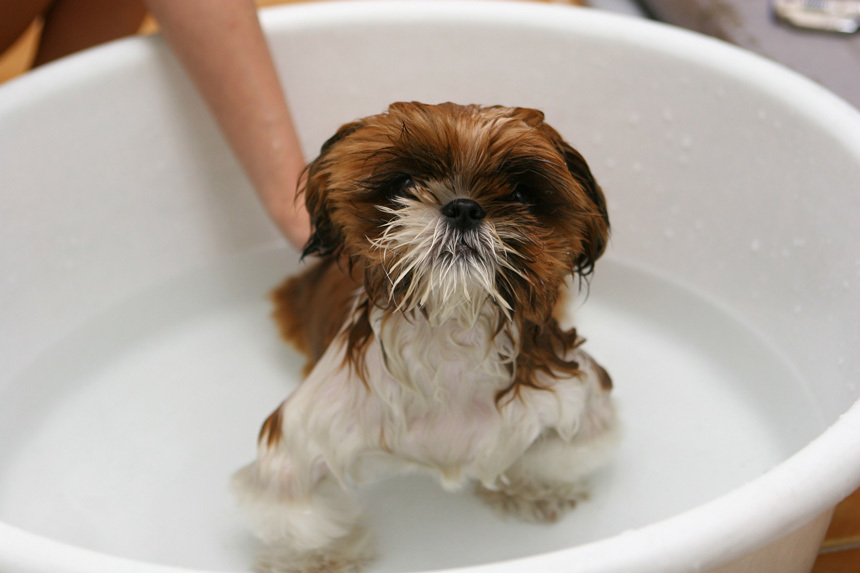 Kutya fürdetése