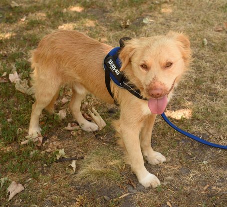 Wall-e, két éves, kan